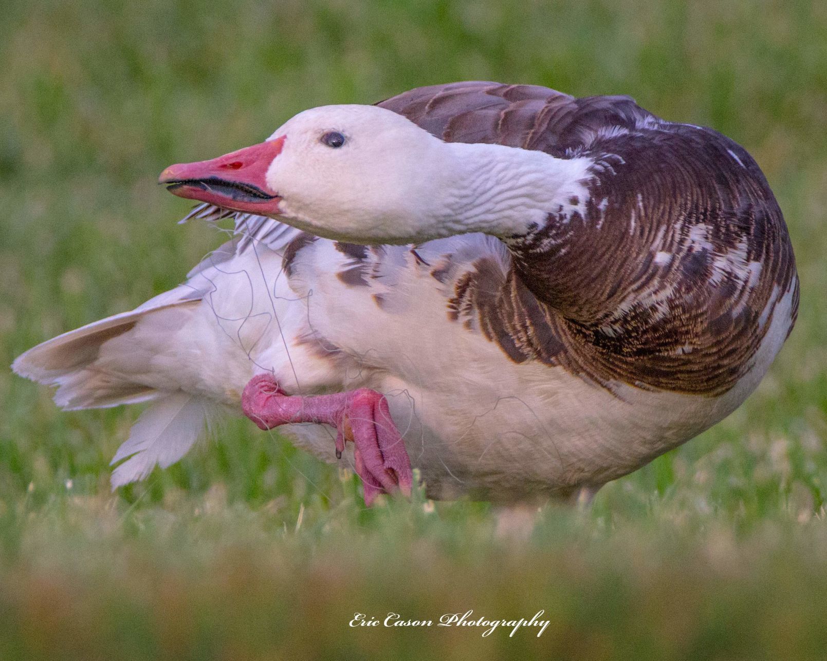 A snow goose tangled in fishing line.